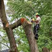 Avail Tree Removal Services Volusia County with Clayton s Quality Tree service