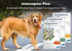 Interceptor Plus for Dogs The Safe and Effective Worm Prevention Solution
