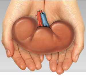 Kidney Transplant Surgery in Virginia