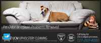 Pet Odor And Stain Cleaning