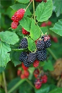 Triple Crown Thornless Blackberry Plants for Sale
