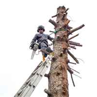 large-pine-tree-removal-vacaville