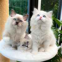 ragdoll kittens for sale