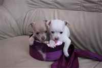Dogs And Puppies Available
