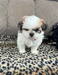 Shih Tzu puppies - READY NOW for sale