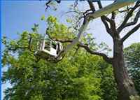 Quality Tree Service Pittsburgh